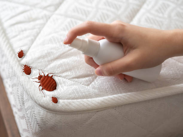 Best Bed Bug Extermination  in Crouch Mesa, NM