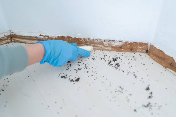 Flea Control Services in Crouch Mesa, NM
